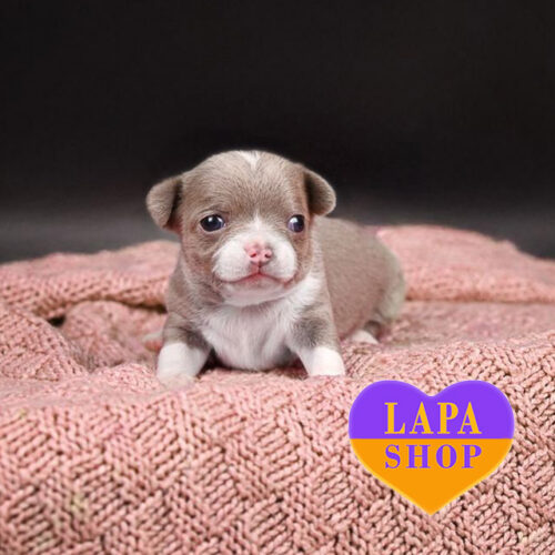 Чарівна красуня породи чихуахуа лілового забарвлення