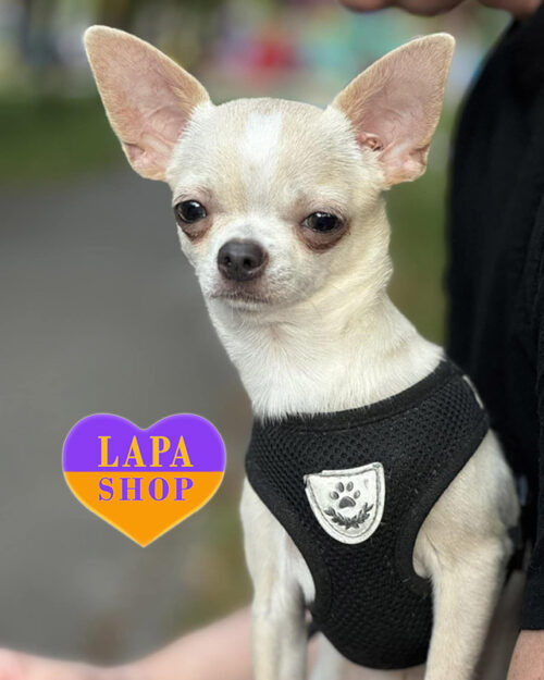 кремовий чихуахуа