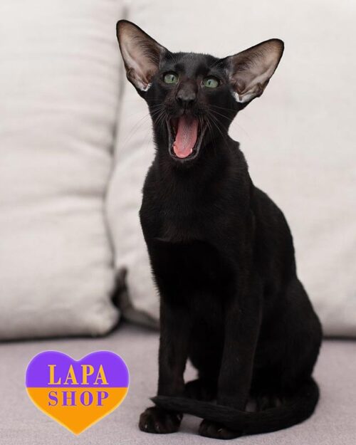 чорний орієнтал