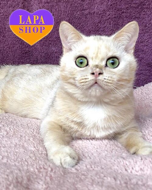 золотий британець