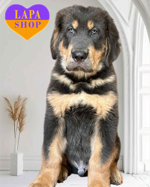 блакитний тибетський мастиф