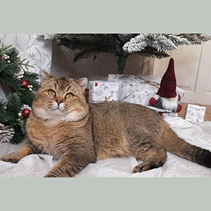 Милая шотландская кошечка Ясмин ждет своей семьи dad