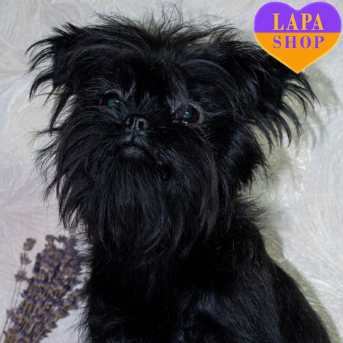 Dafna  — дівчинка породи аффенпінчер чорного забарвлення