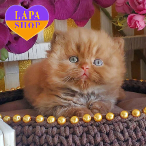 Longhaired British Handsome Danis