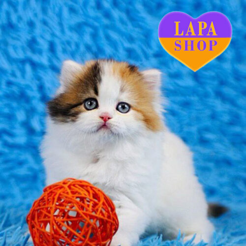 Очаровательная шотландская длинношерстная леди Delilah