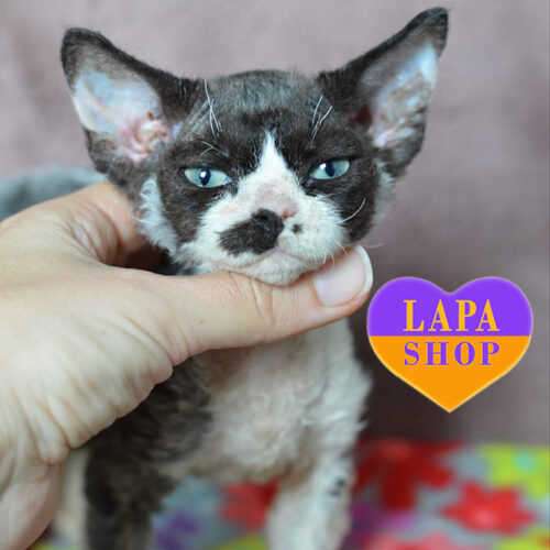 Чорно-білий красень породи девон-рекс