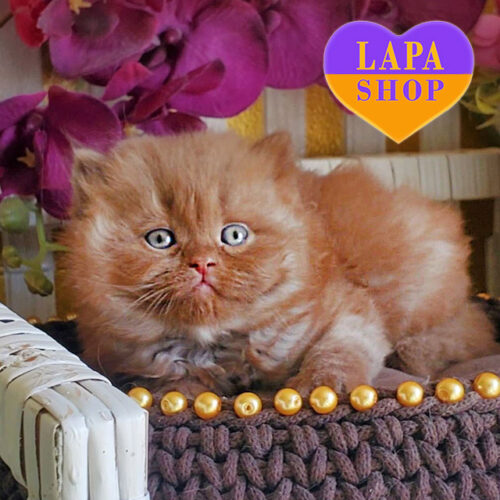 Charming Longhaired British Cat Dex