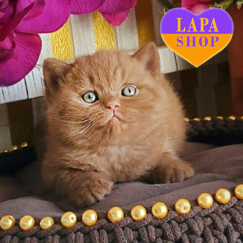 Diamant — Exquisite British Shorthair Kitten