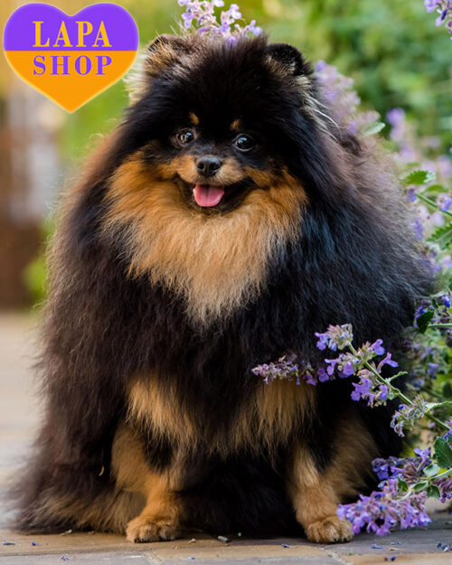 чорний померанський шпіц