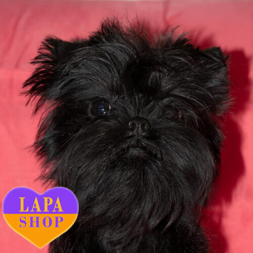 Doroti  — чорна красуня породи аффенпінчер