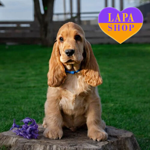 Dreamer — Cute English Cocker Spaniel Boy