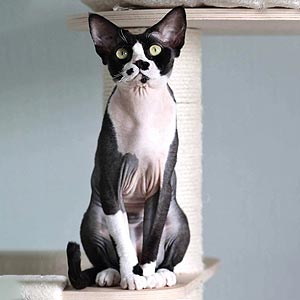 Красуня породи девон-рекс ефектного забарвлення Diana drx dad