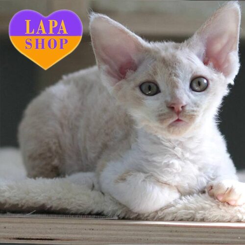 Den is a Cute Devon Rex Kitten in a Delicate Cream and White Color