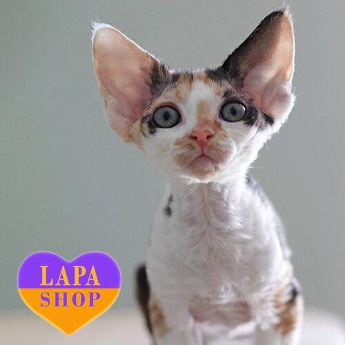 Красуня породи девон-рекс ефектного забарвлення Diana