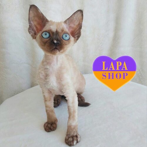 Fibie Girl — милая кошечка породы девон-рекс с ярко-голубыми глазами и нежнейшим характером