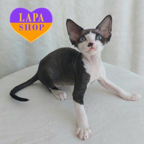 Freddie чудесный котенок породы девон-рекс в черно-белой шубке с отличными породными данными