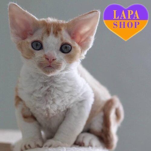 Очаровательный котенок породы девон-рекс в бело-рыжей шубке Gerald