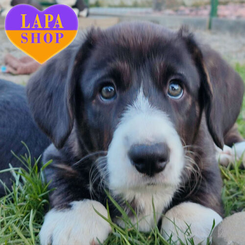 Еddi  — очаровательный красавец породы вельш-корги кардиган