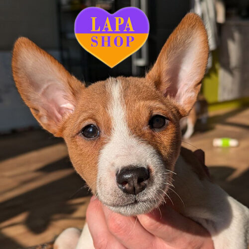 Eddi — милый джентельмен породы басенджи рыже-белого окраса