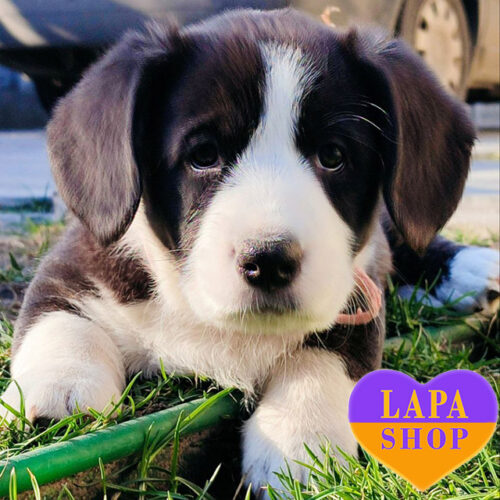 Красавица Elliemay породы вельш-корги кардиган