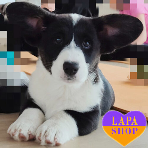 Очаровательная леди Ellisabetta породы вельш-корги кардиган