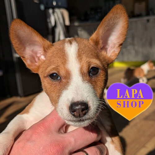 Элтон – рыже-белый джентельмен породы басенджи