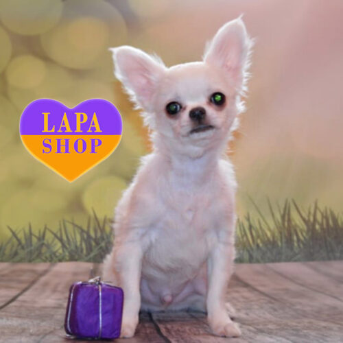 Милий довгошерстий красень породи чихуахуа Elvis