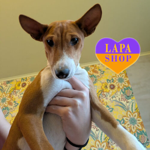 Eminem — Red and White Basenji Boy Is Waiting for His Family