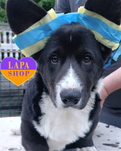 триколорний вельш-коргі кардіган