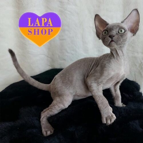 Funky Boy — розкішний котик девон-рекс з відмінними породними даними