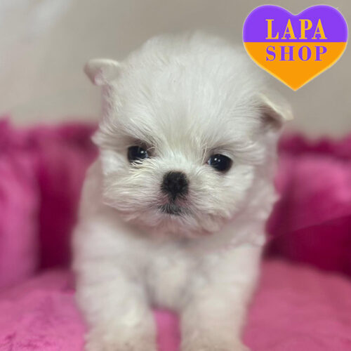 Очаровательный красавец породы мальтийская болонка Gelik