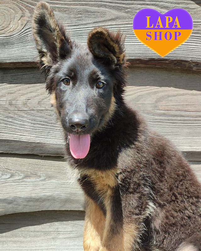 чепрачна німецька вівчарка довгошерста