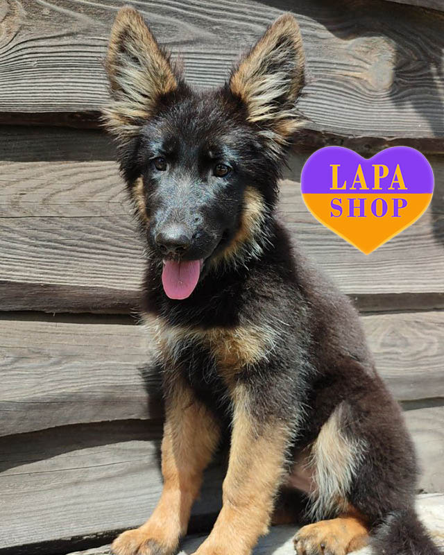 чепрачна німецька вівчарка довгошерста