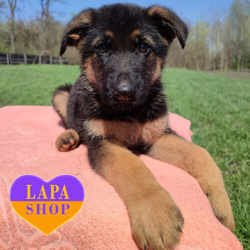 Majestic Puppy — Standard German Shepherd