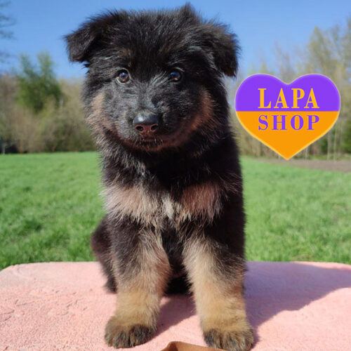 Beautiful Lady — Long-Haired German Shepherd is Waiting for Her Family