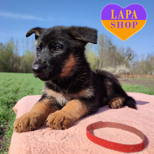 Majestic Lady — Standard German Shepherd is Waiting for Her Family