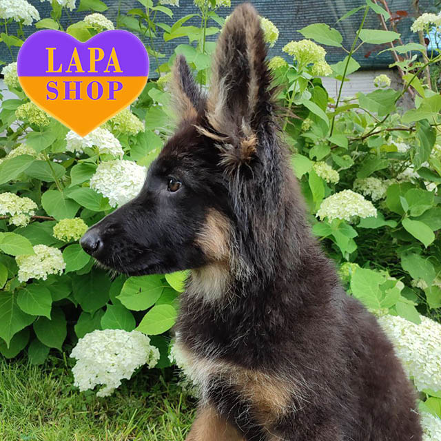 German-Shepherd-04