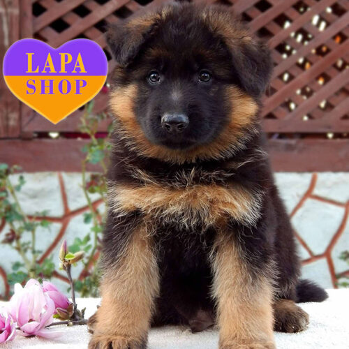 Длинношерстный красавец породы немецкая овчарка