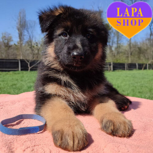 Милый красавец породы немецкая овчарка длинношерстная