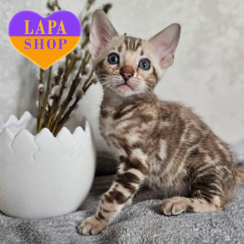 Бенгальський красень Glamour з яскравим плямистим забарвленням