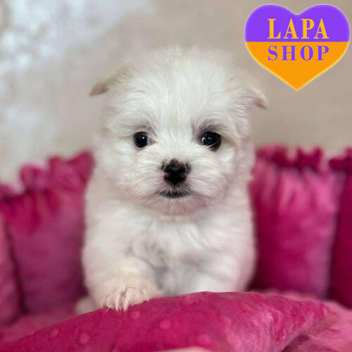 Golf — Cute Maltese Puppy is Waiting for His Family