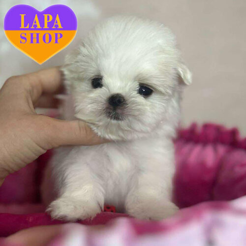 Джентельмен породы мальтезе (мальтийская болонка) Гольф