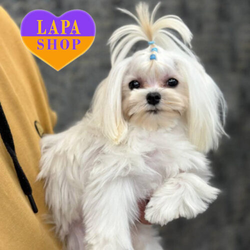 Gucci — White Puppy of the Maltese Breed