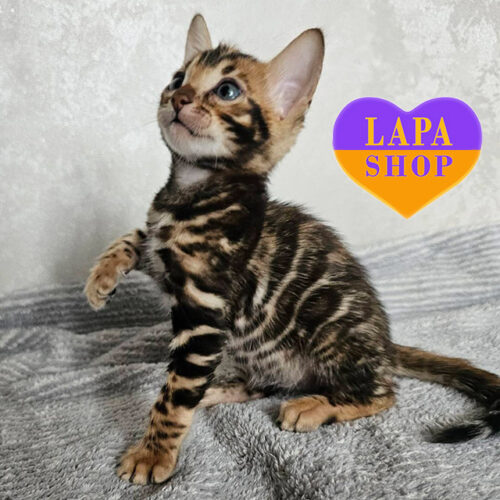 Guess — милий бенгальський красень чекає на свою родину