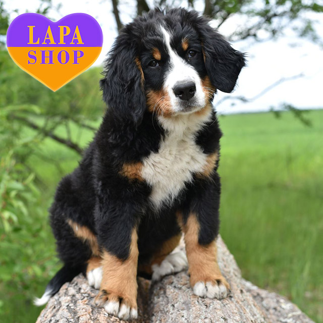 Haneul Astra — Brave Bernese Mountain Dog Girl