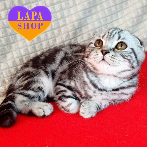 Gapochka is a Scottish Fold Beauty in an Elegant Silver Marble Fur Coat