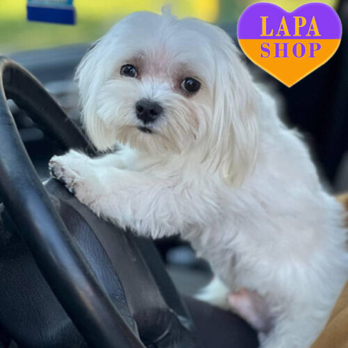 Harry — Handsome Boy of the Maltese Breed