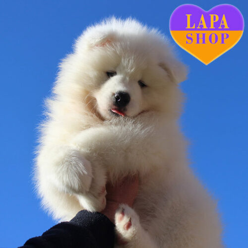 Hector — Snow-White Samoyed Gentleman