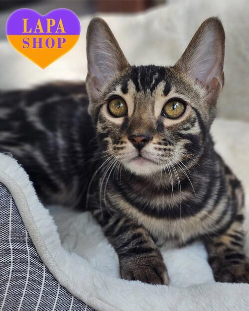 Hermes – стильный бенгальский котик с насыщенным окрасом