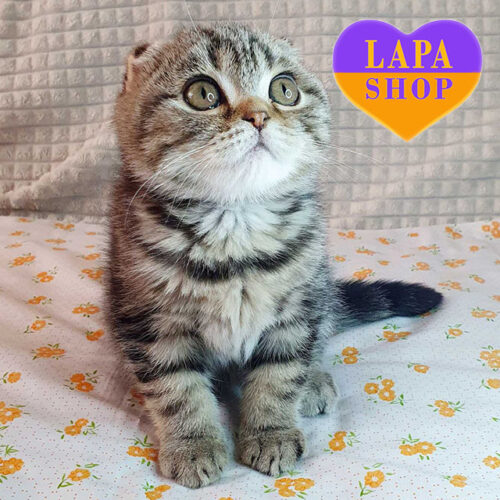 Милый вислоухий шотландский котенок с очень нежным характером Horobchyk